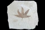 Fossil Sycamore (Platanus) Leaf - Green River Formation #78091-1
